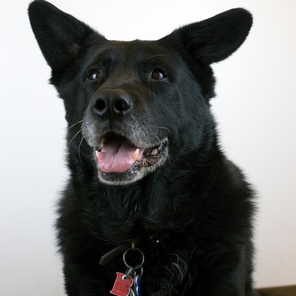 Meet your Posher, Robin - Picture 3 of 5